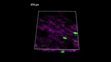 A three-photon microscope for capturing deep-brain images
